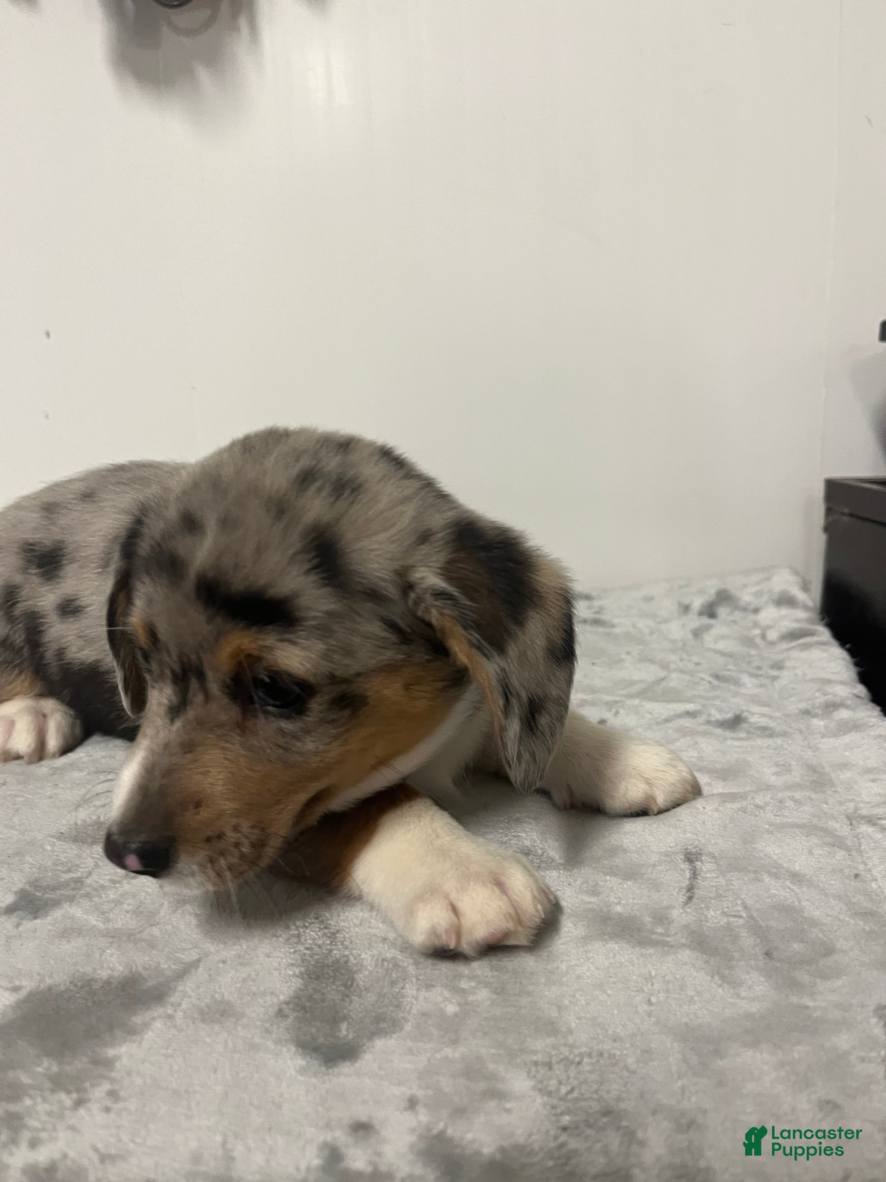 Mixed Breed dogs Astro  - Ad 1