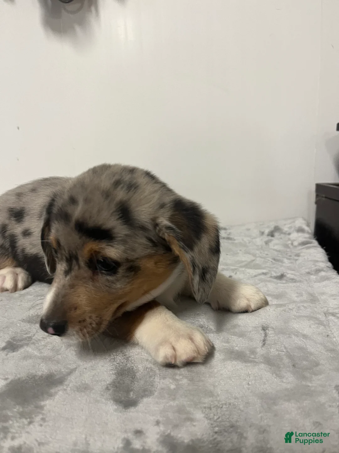 Mixed Breed dogs for sale: Astro  - Ad 1