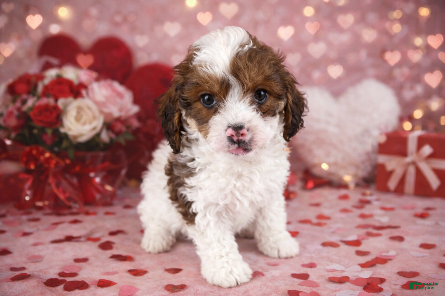 Cavapoo dogs for sale: 💙💙 Cooper 💙💙 - Ad 1