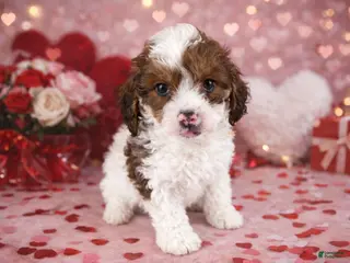 Cavapoo dogs 💙💙 Cooper 💙💙 - Ad 2
