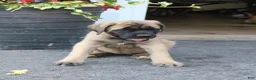 English Mastiff dogs for sale: Lilac - Ad 8