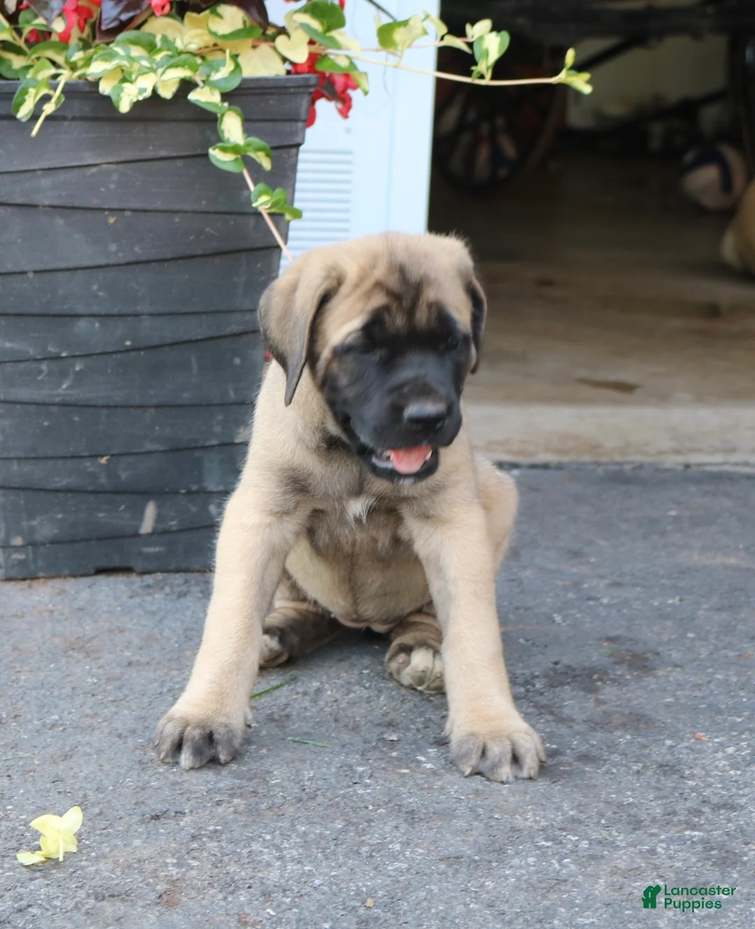 English Mastiff dogs for sale: Lilac - Ad 8