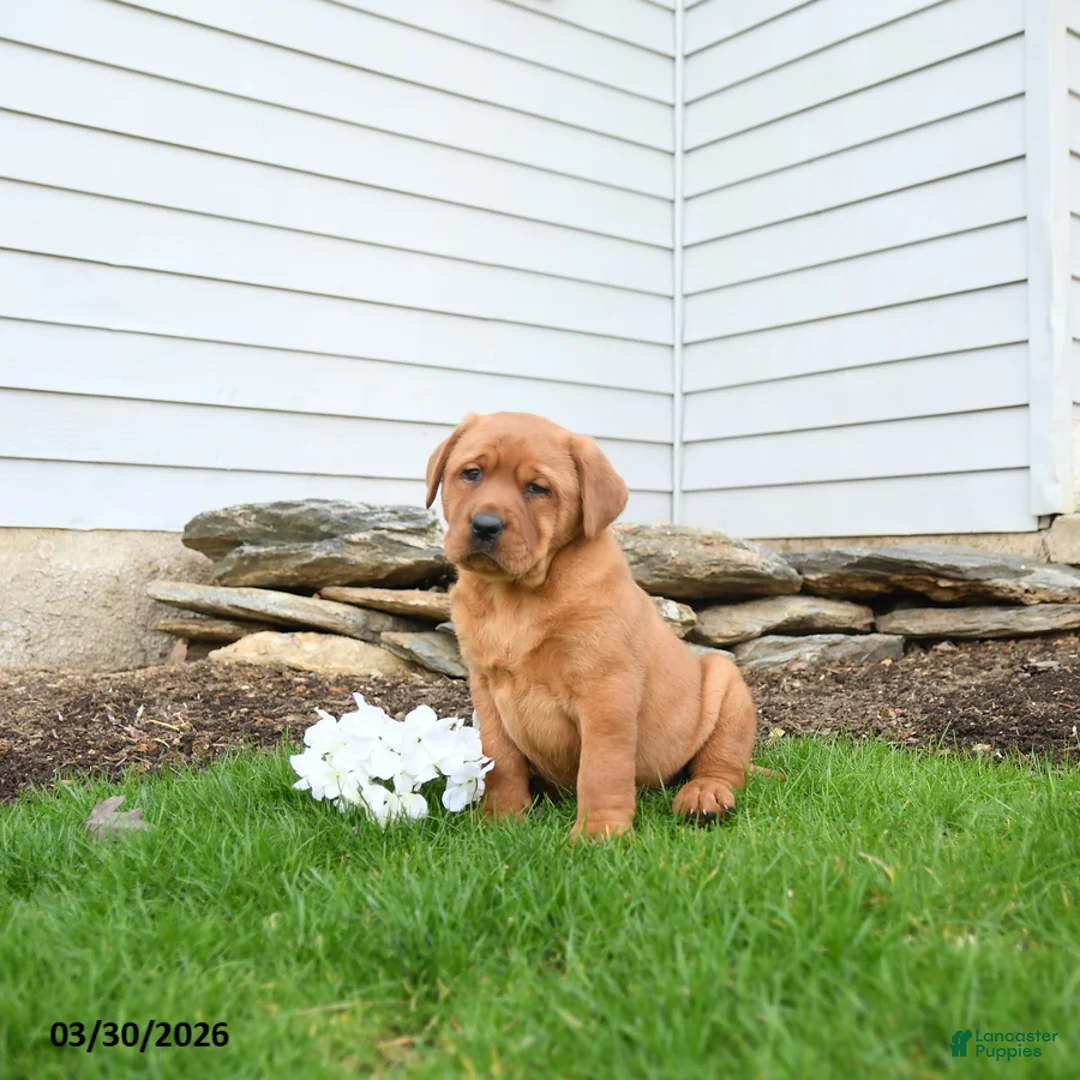 Labrador Retriever dogs for sale: Ferdinand - Ad 3