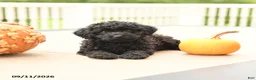Miniature Poodle dogs for sale: Pepper - Ad 3