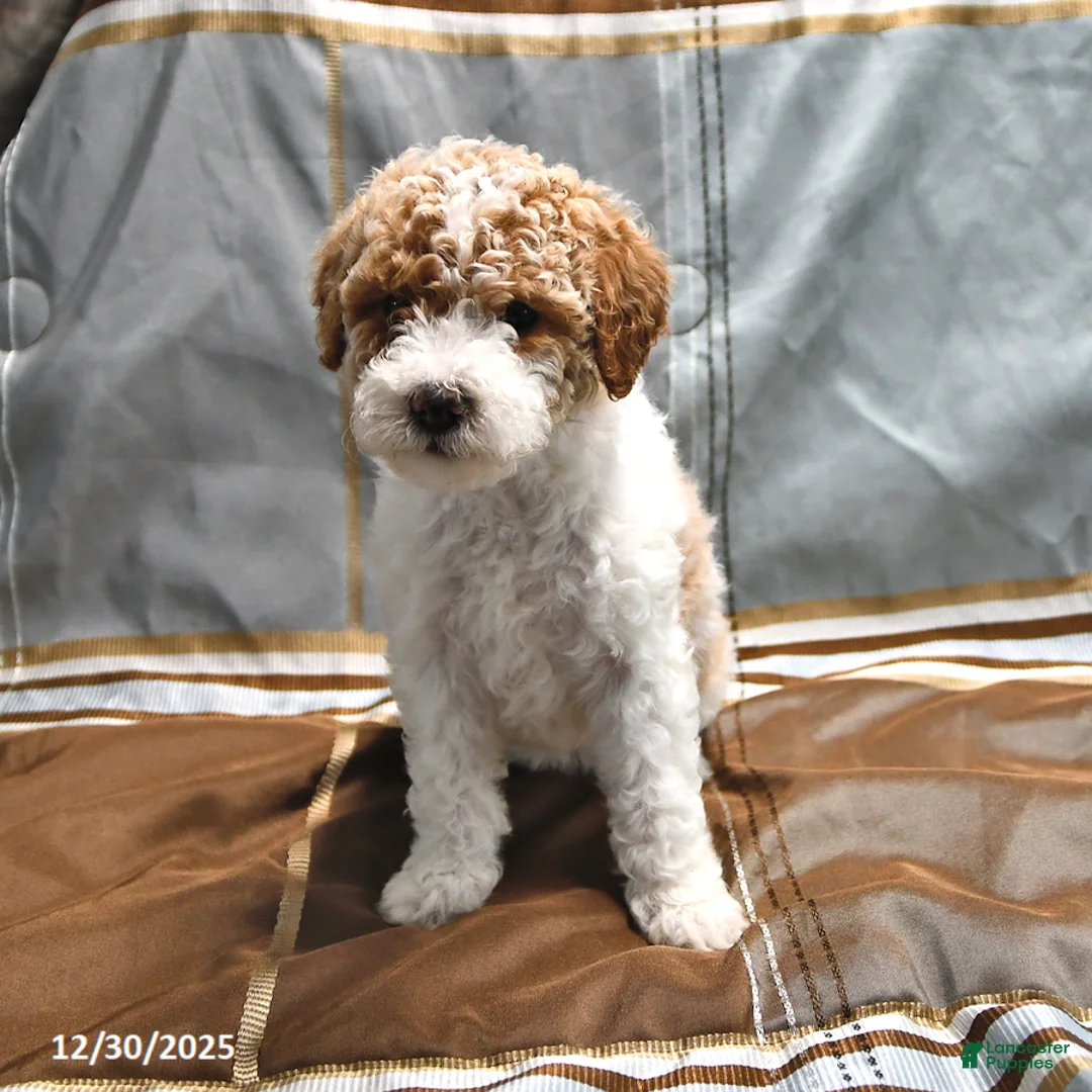Goldendoodle dogs for sale: Holly - Ad 9