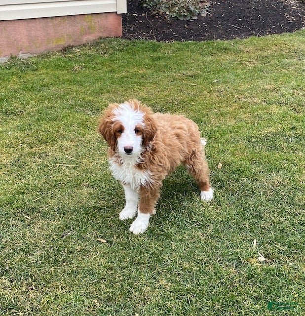 Mini Goldendoodle dogs Cody - Ad 2