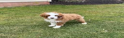 Mini Goldendoodle dogs for sale: Cody - Ad 2