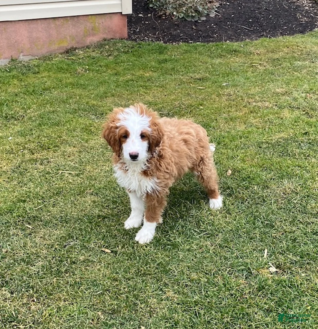 Mini Goldendoodle dogs for sale: Cody - Ad 2