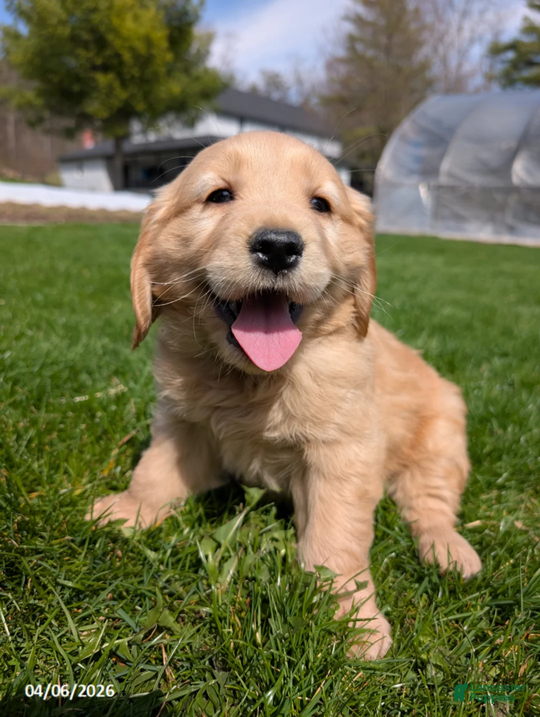 Mixed Breed dogs for sale: Alisa - Ad 1