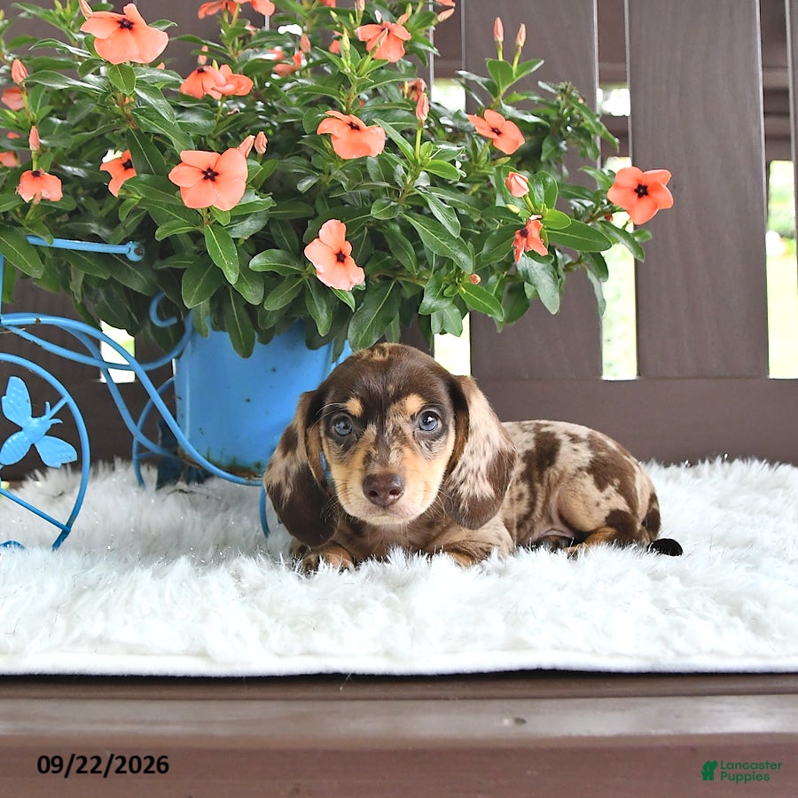Miniature Dachshund dogs Kylo - Ad 2