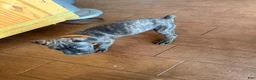 Cane Corso dogs for sale: Princess Jasmine - Ad 4
