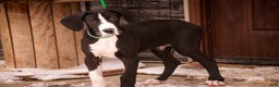 Great Dane dogs for sale: Lawrence - Ad 7