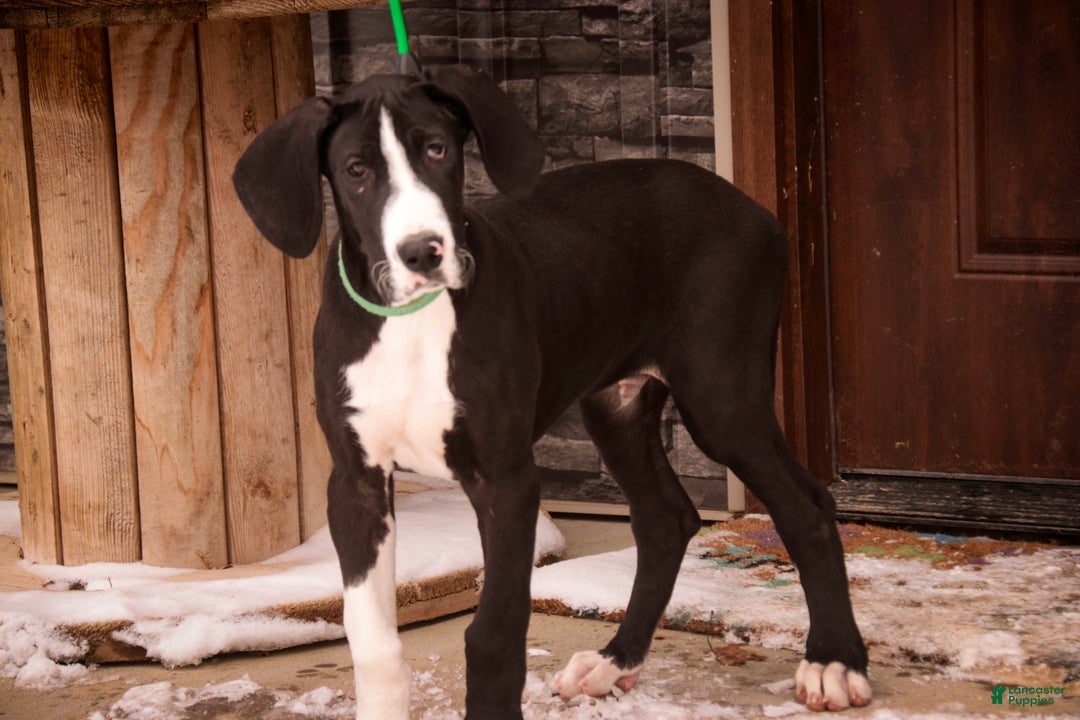 Great Dane dogs for sale: Lawrence - Ad 7