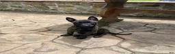Mixed Breed dogs for sale: Mixed Breed Puppy 3 - Ad 1