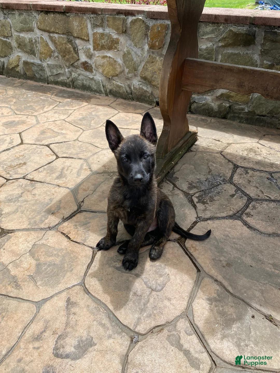 Mixed Breed dogs for sale: Mixed Breed Puppy 3 - Ad 1