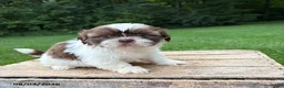 Shih Tzu dogs for sale: Belle - Ad 3