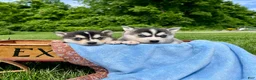 Alaskan Klee Kai dogs for sale: Alaskian ❤️ICA Reg❤️ - Ad 5