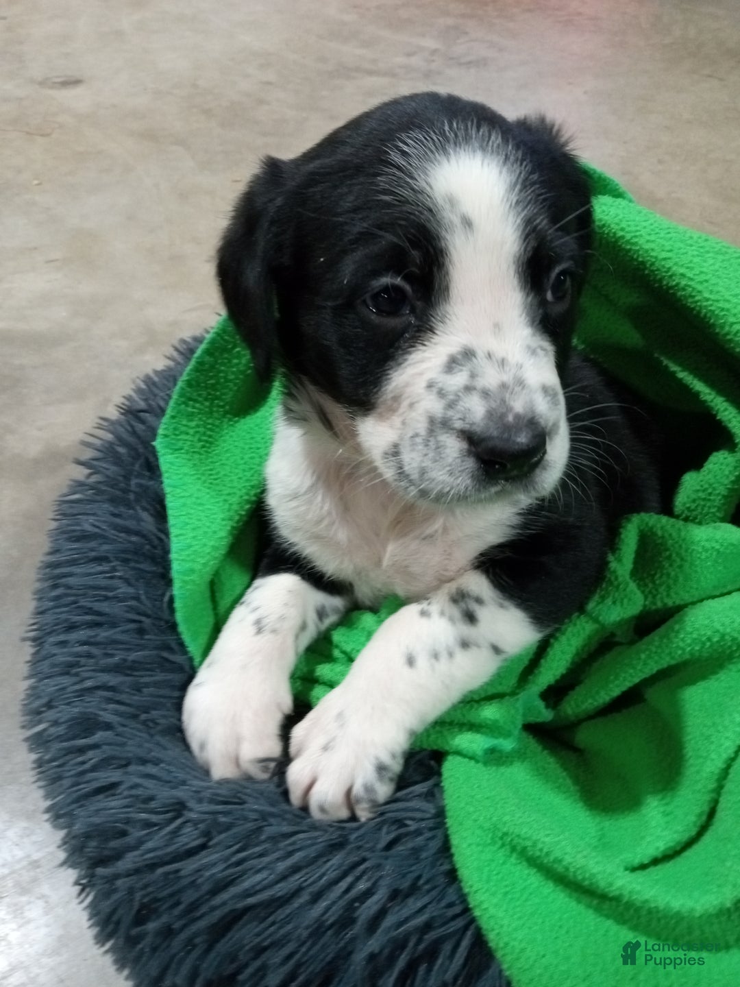 Mixed Breed dogs for sale: Dora - Ad 2