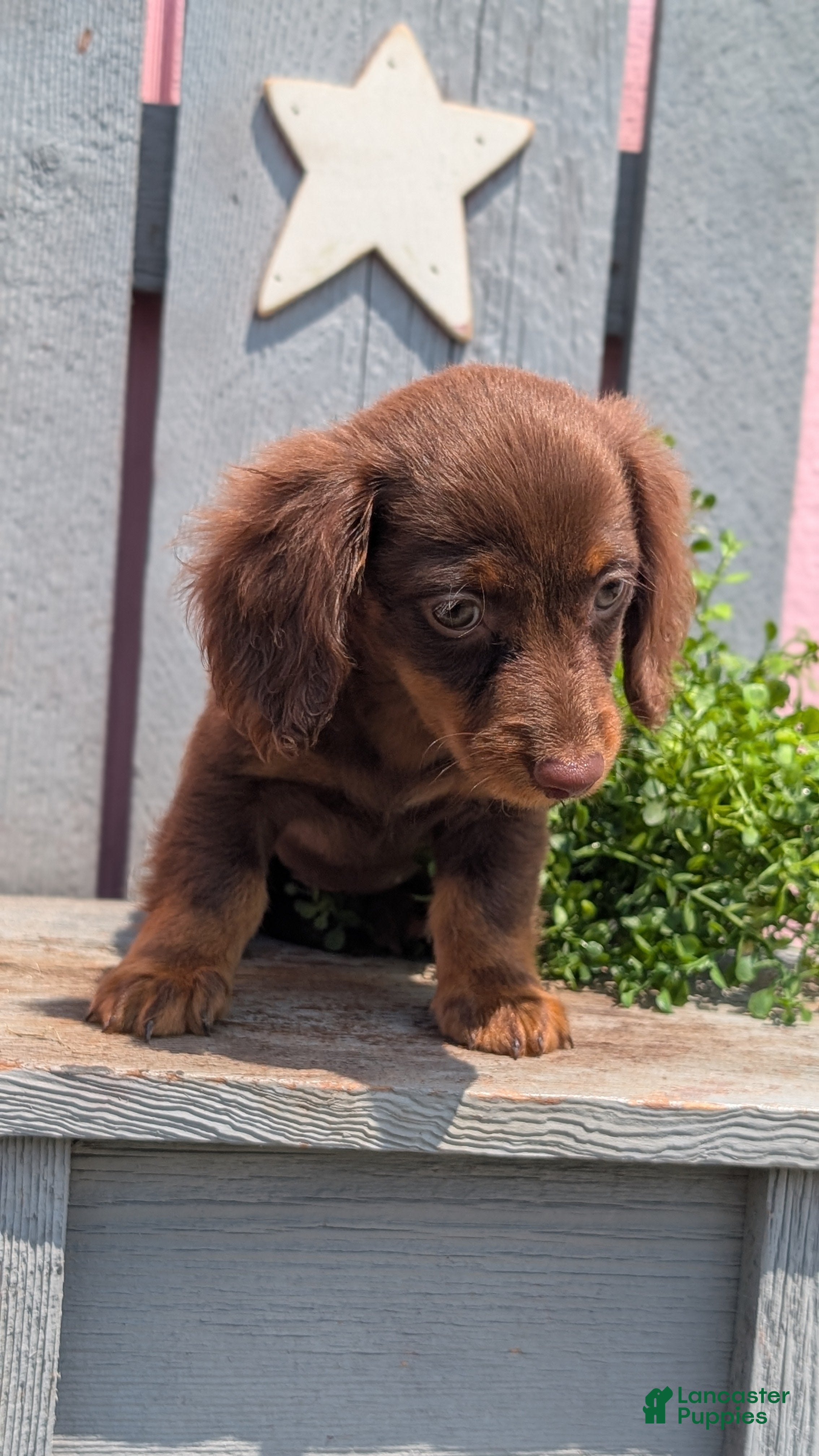 Miniature Dachshund dogs Lyla - Ad 2