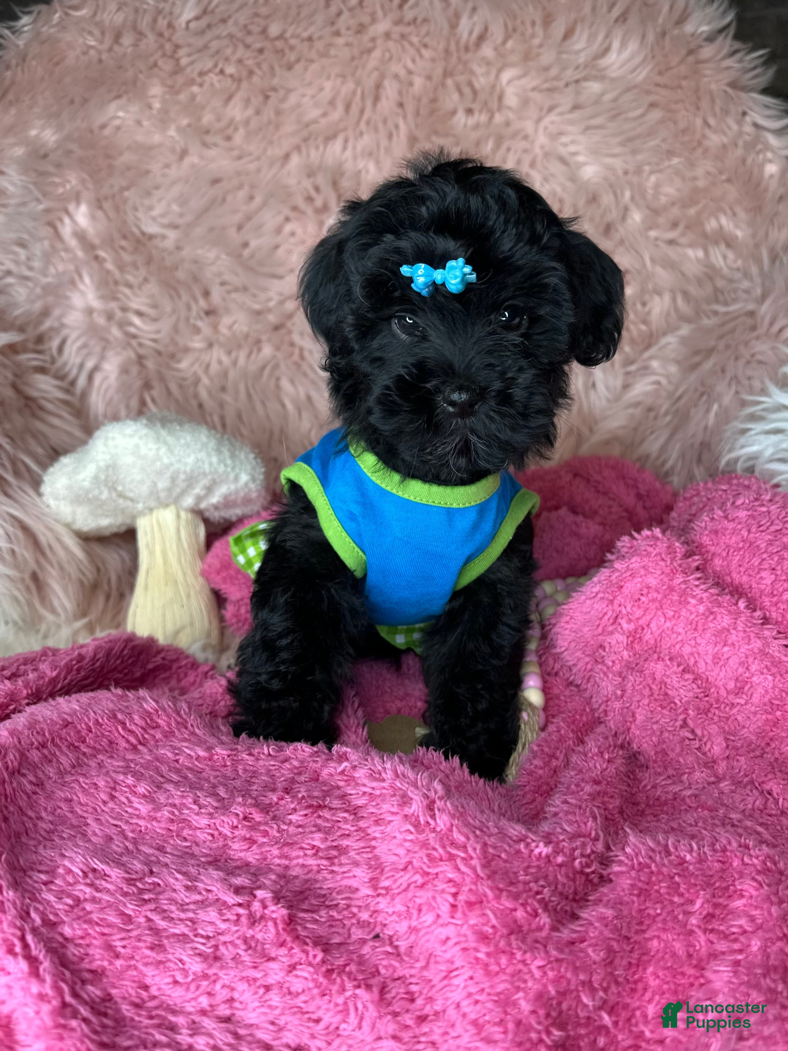 Yorkiepoo dogs Brittany  - Ad 1