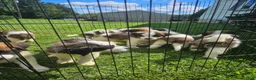 Saint Bernard dogs for sale: Saint Bernard 12 - Ad 8