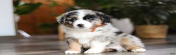 Miniature Australian Shepherd dogs for sale: Hershey - Ad 5