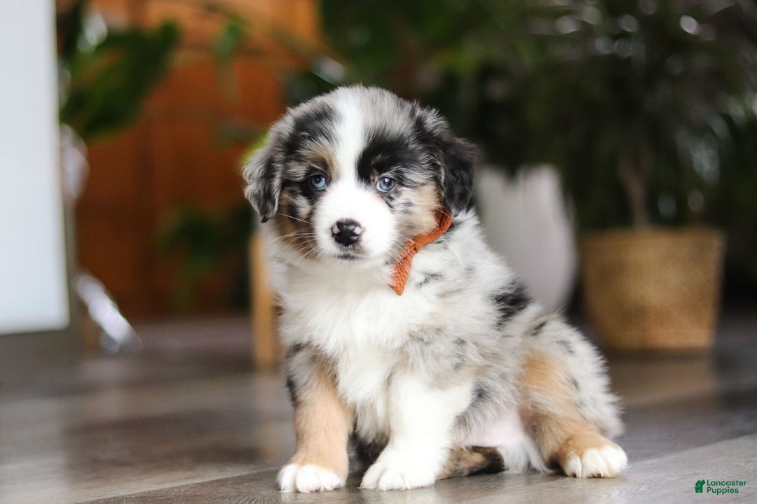 Miniature Australian Shepherd dogs for sale: Hershey - Ad 5
