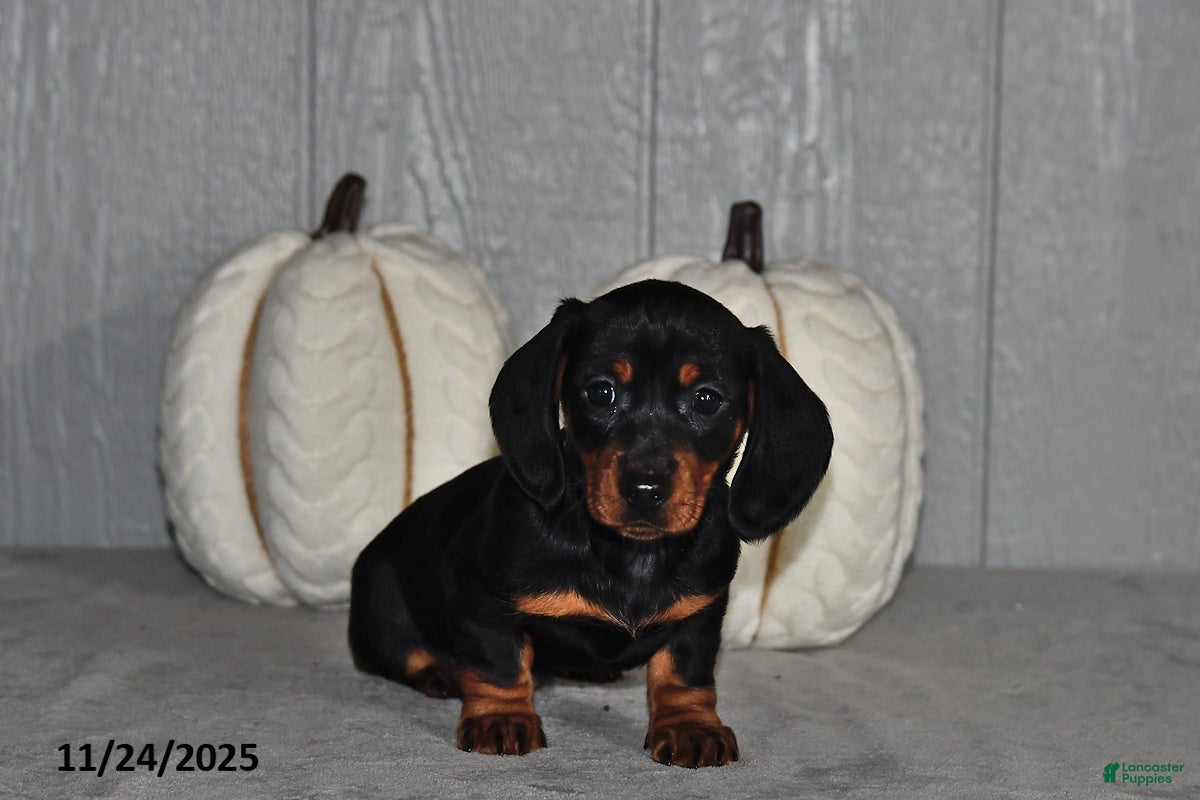 Miniature Dachshund dogs Sara  - Ad 25