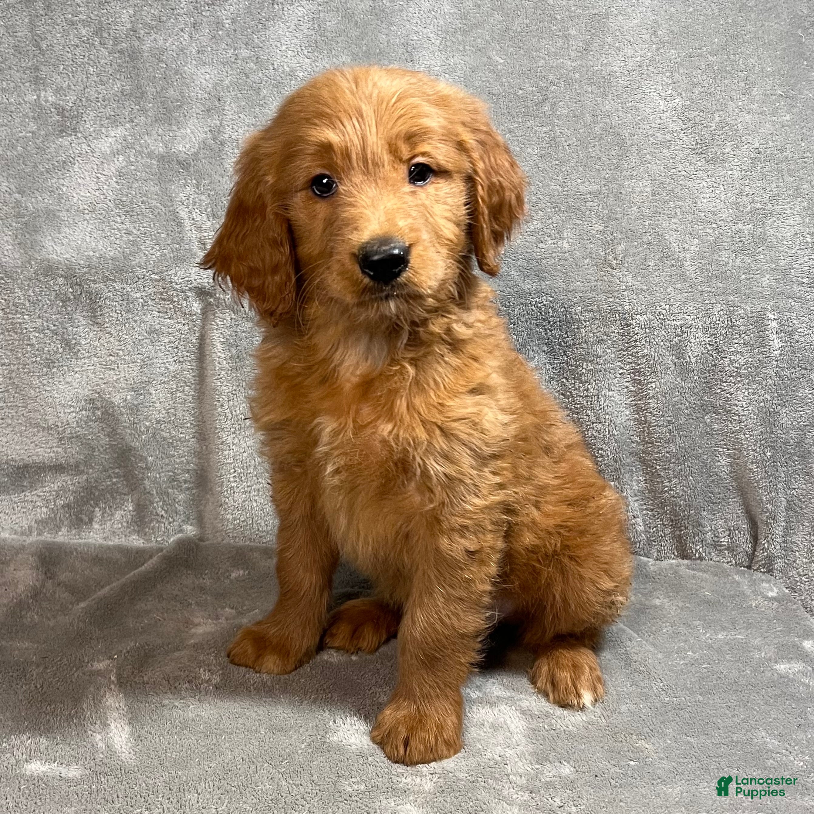 Goldendoodle dogs Lane - Ad 2