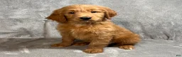 Goldendoodle dogs for sale: Lane - Ad 2