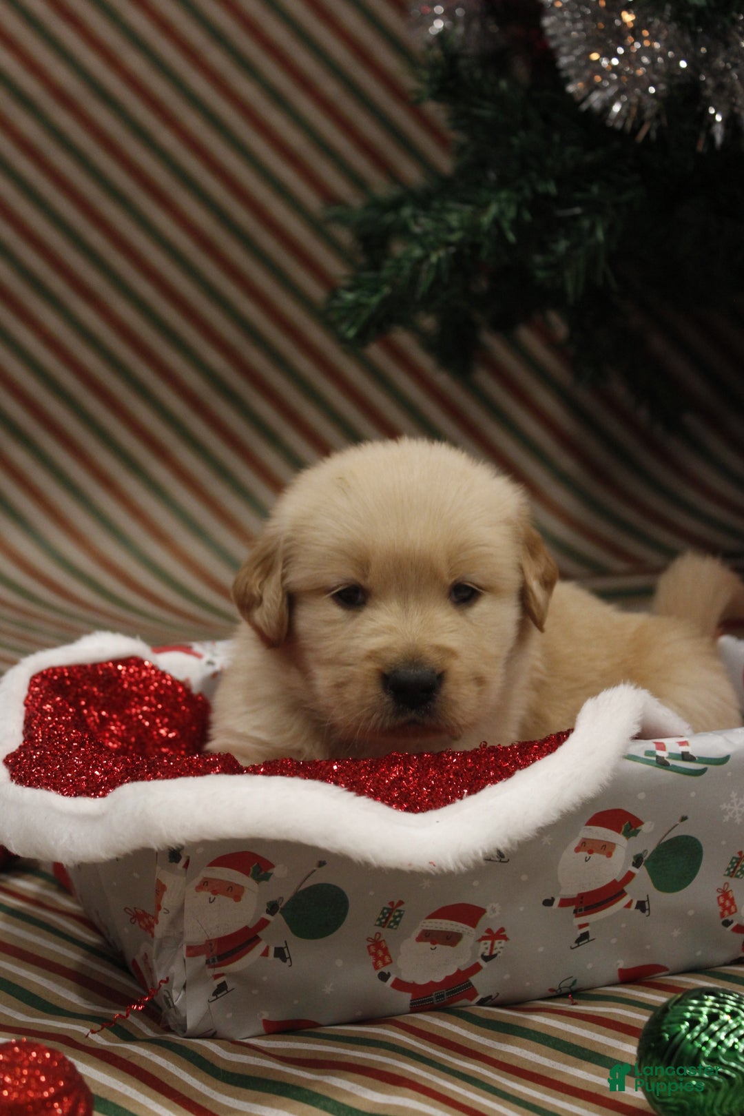 Golden Retriever dogs for sale: Jingle - Ad 2