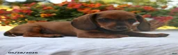 Dachshund dogs for sale: Calvin - Ad 4