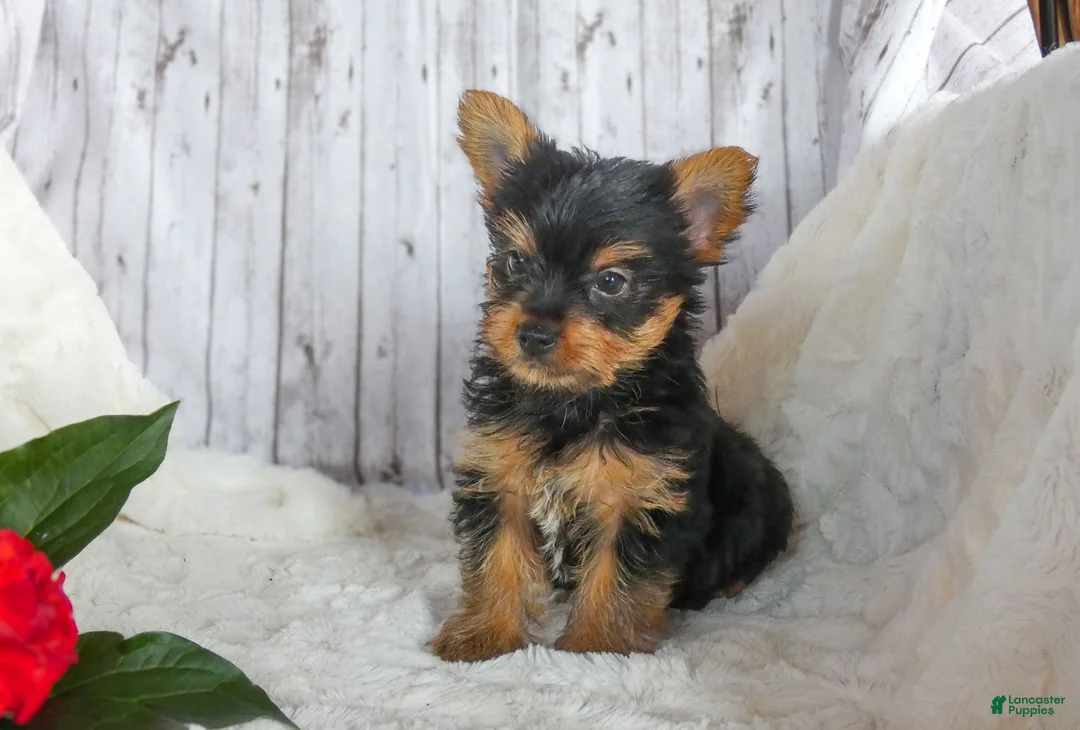 Yorkshire Terrier dogs for sale: Ranger - Ad 3