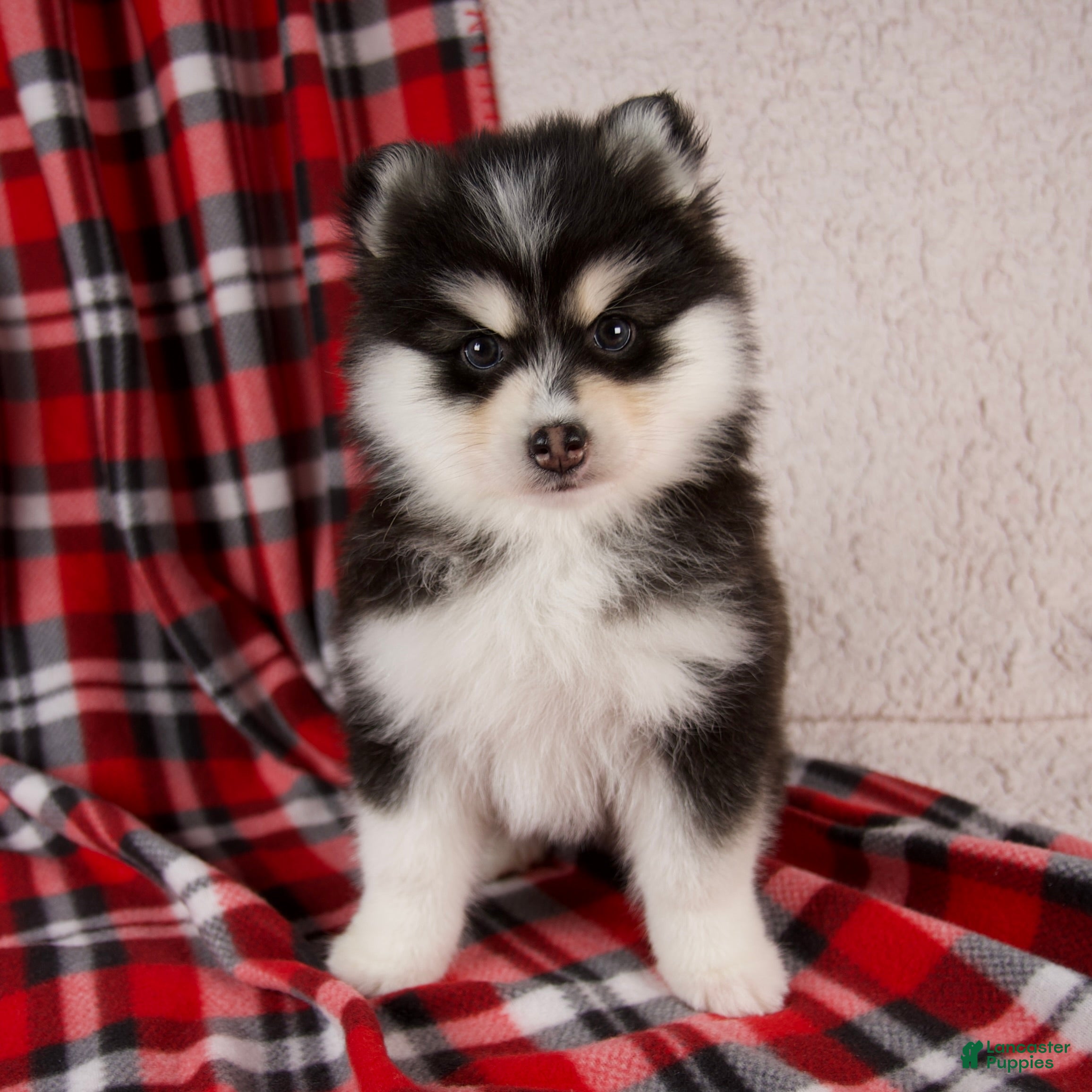 Pomsky dogs Jewels - Ad 1