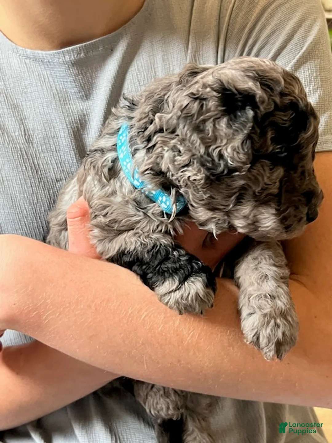 Mini Goldendoodle dogs for sale: Patch Mini Goldendoodle Puppy  - Ad 2