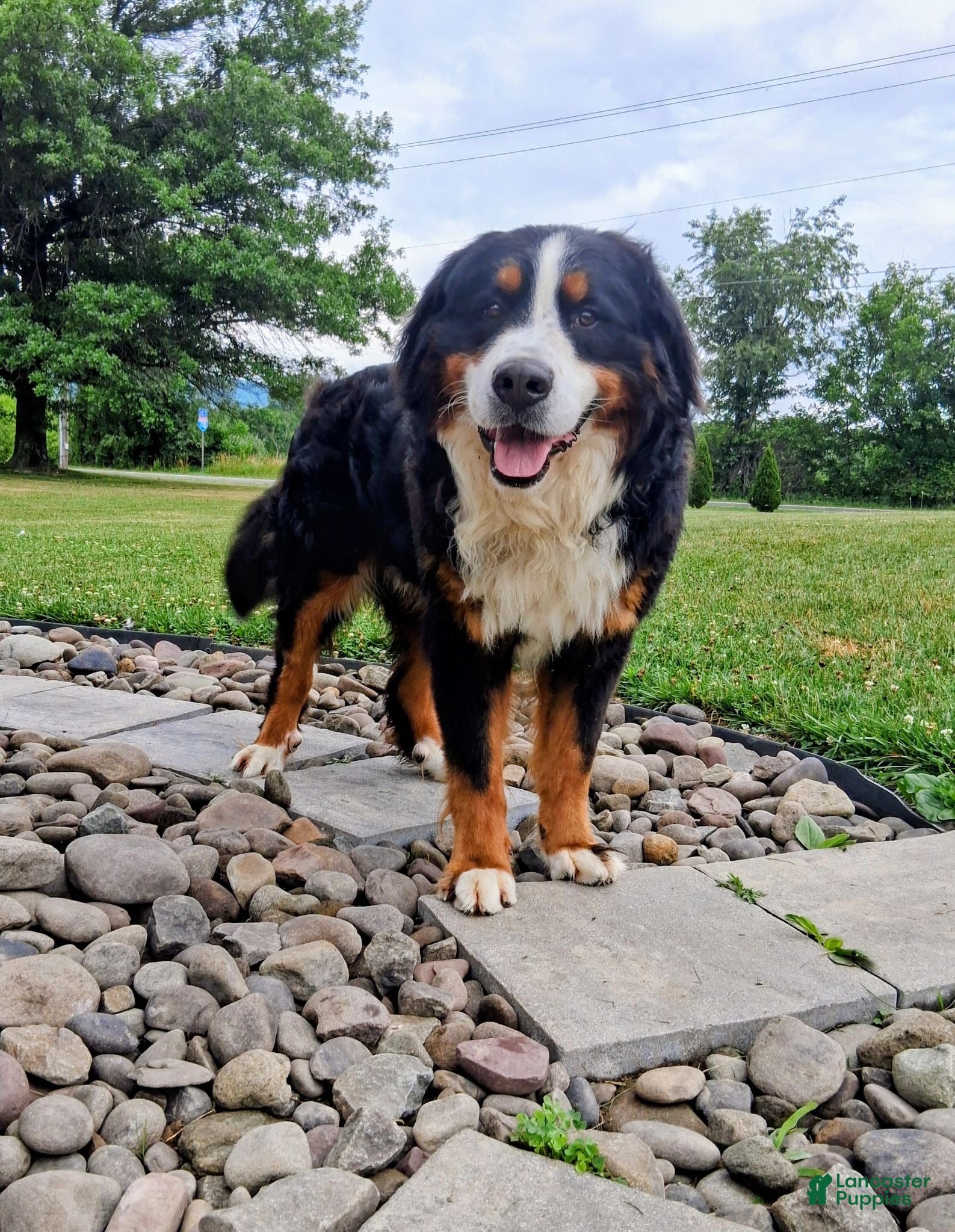 Bernese Mountain Dog dogs Rontu Aero - Ad 1