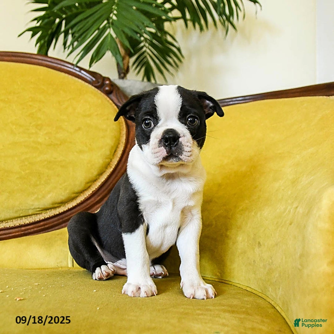 Magic for sale in Rising Sun Lancaster Puppies