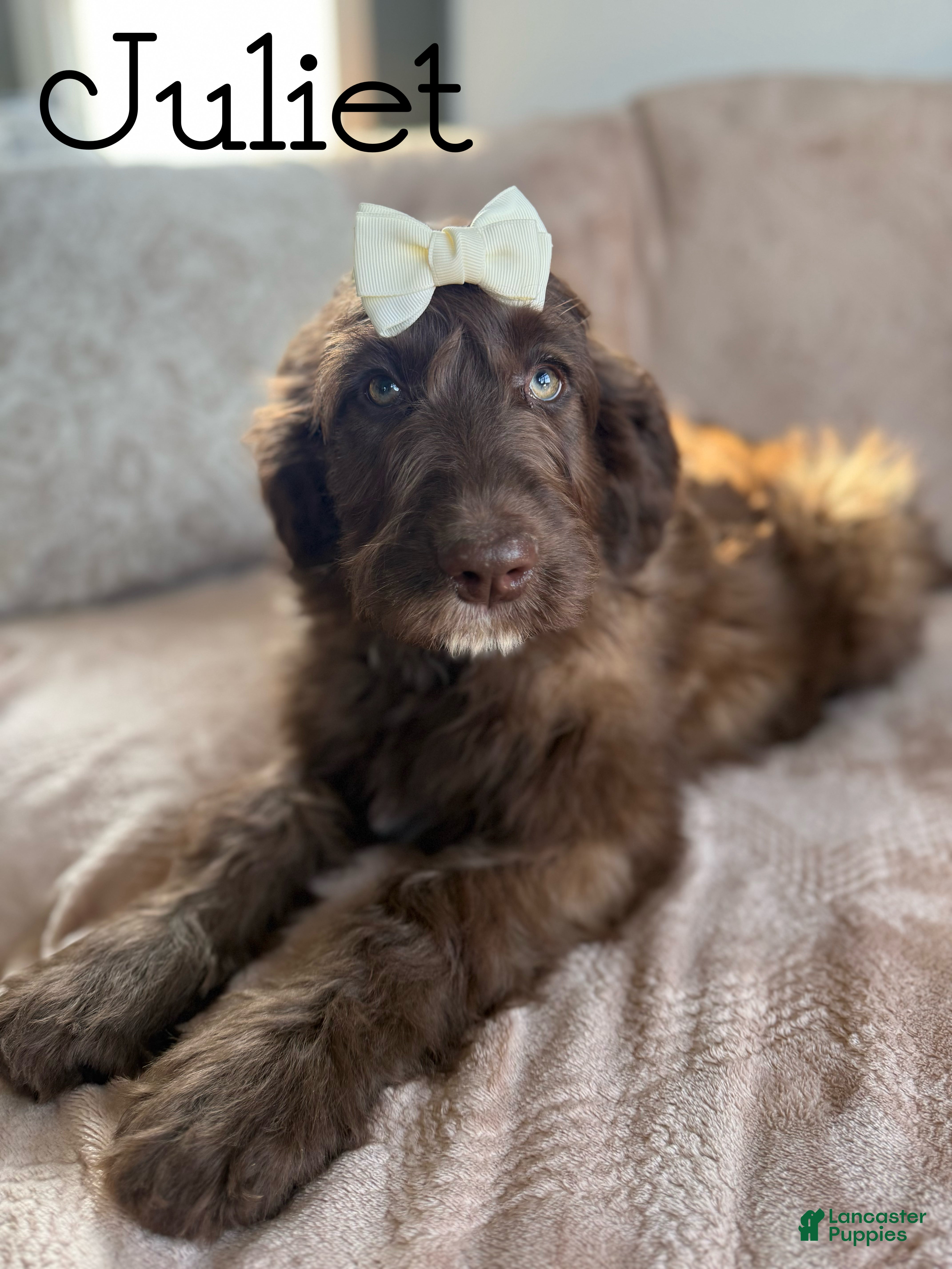 Aussiedoodle dogs Juliet - Ad 15
