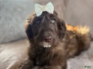 Aussiedoodle dogs Juliet - Ad 15