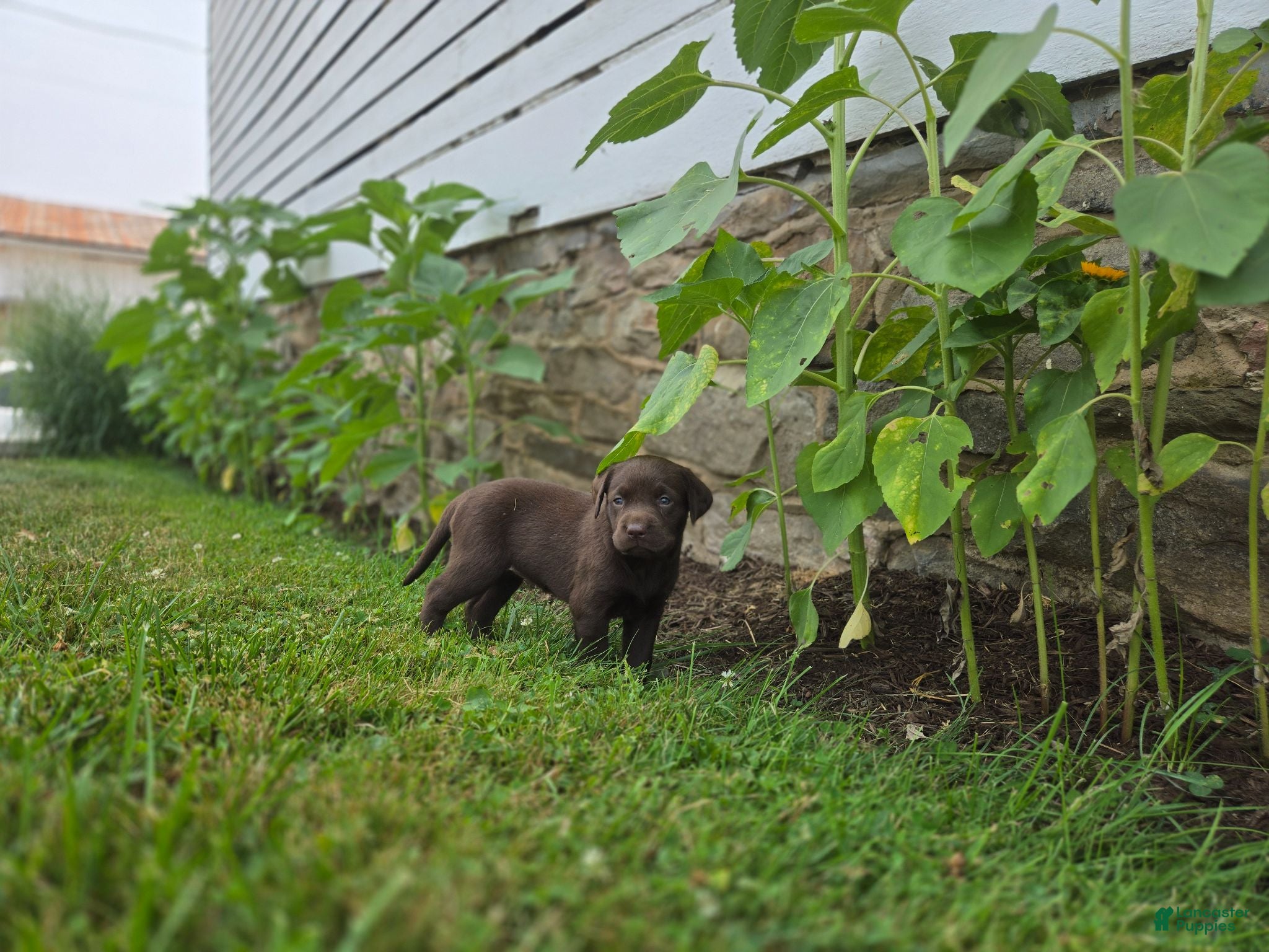 Labrador Retriever dogs Leah - Ad 1
