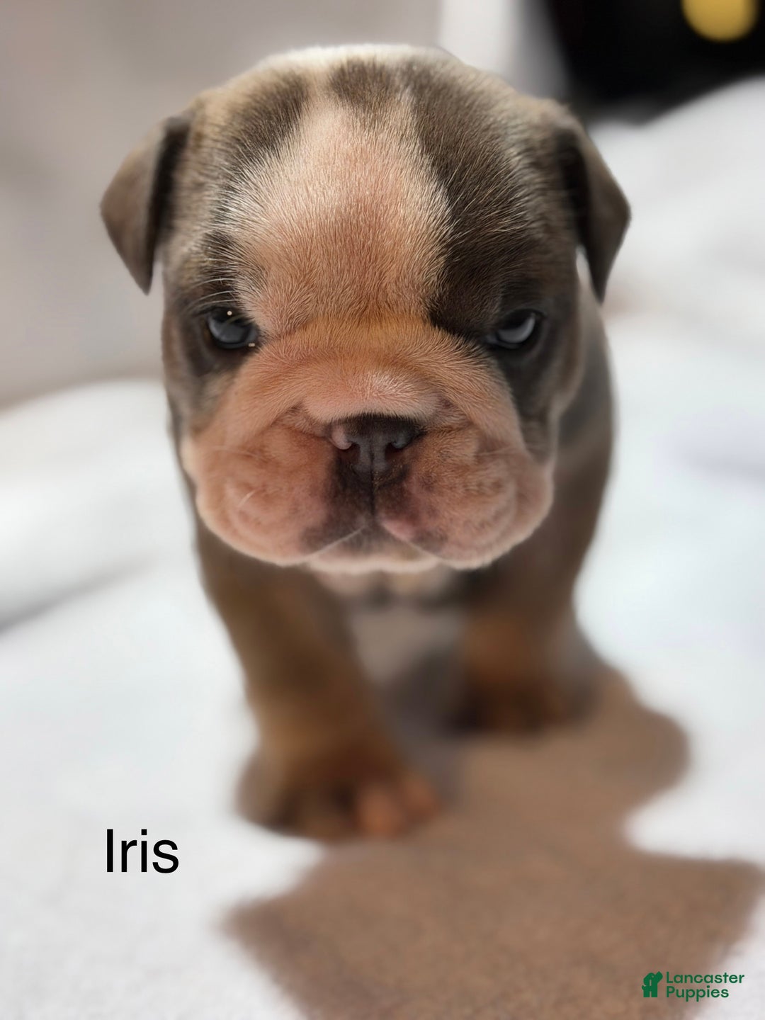 English Bulldog dogs for sale: English Bulldog Puppy 5 - Ad 3