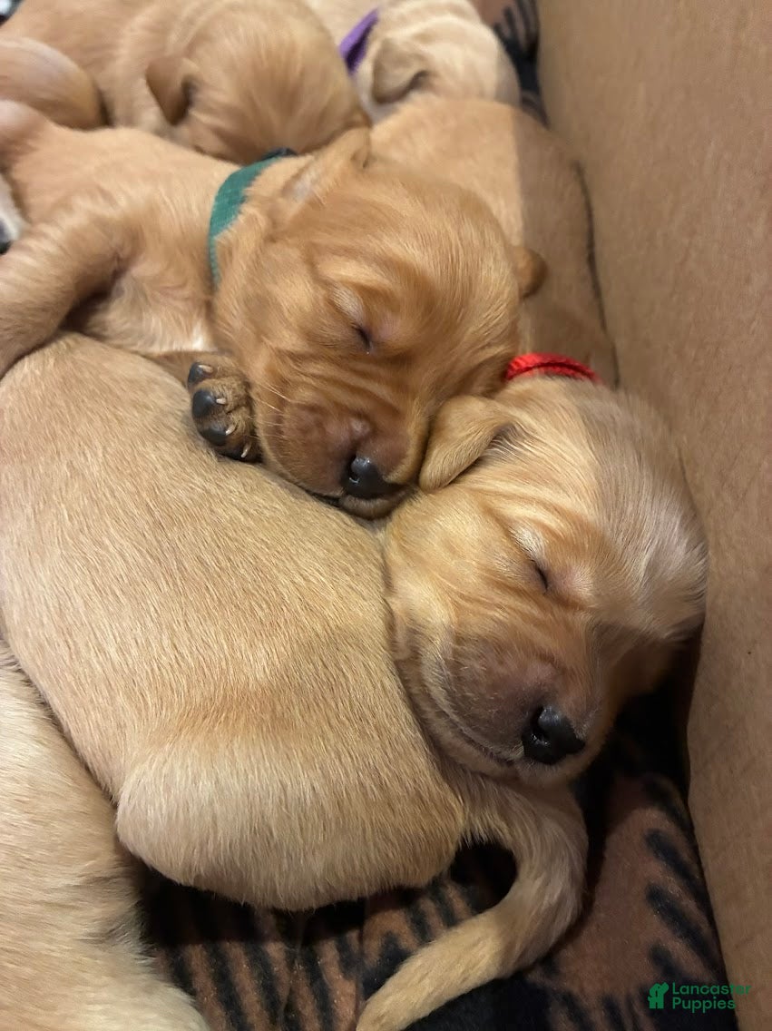 Golden Retriever dogs for sale: 3# Goose - Ad 7