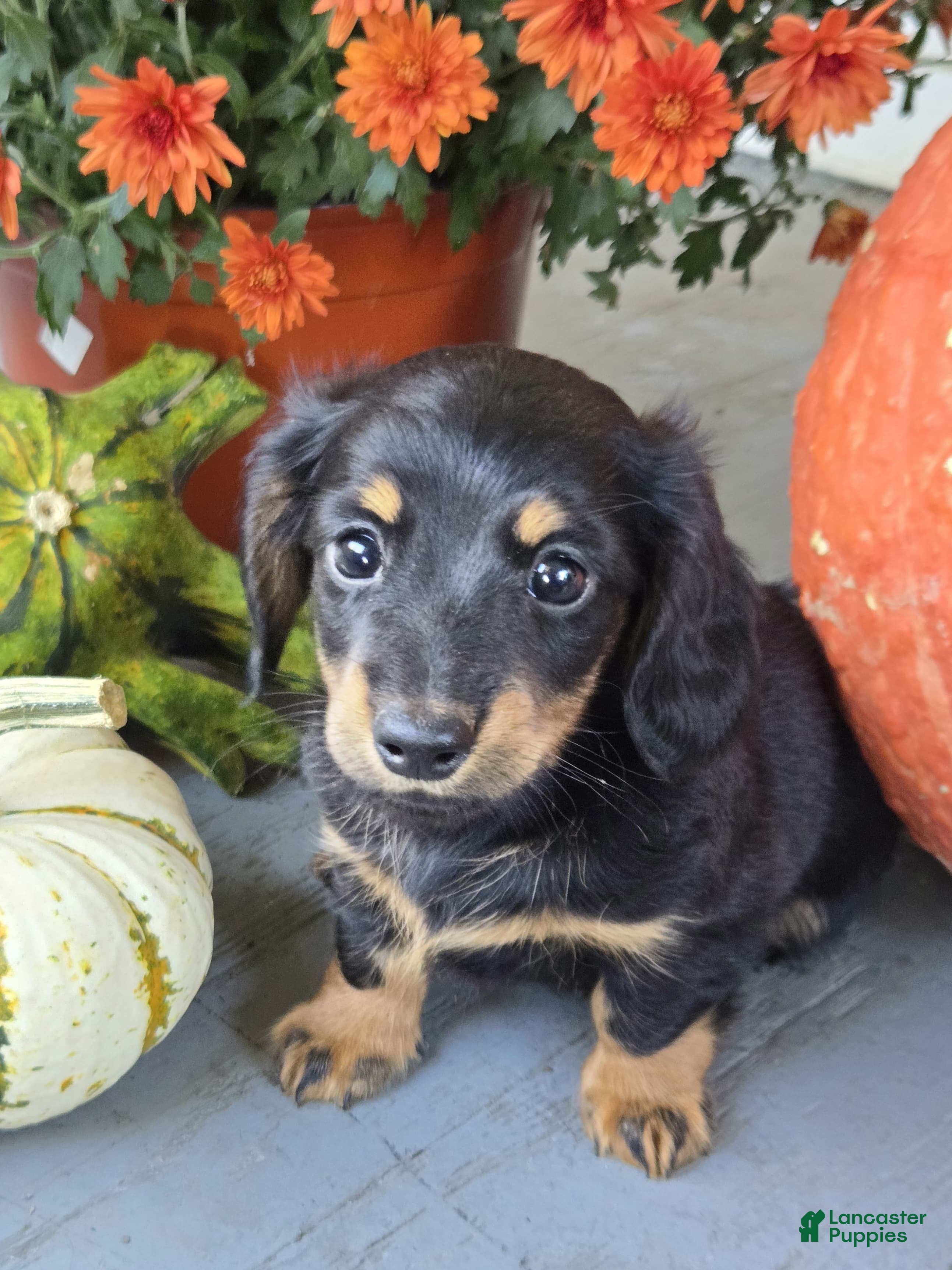 Dachshund dogs Hank - Ad 1