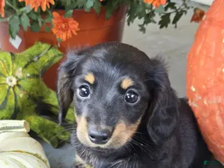 Dachshund dogs Hank - Ad 1