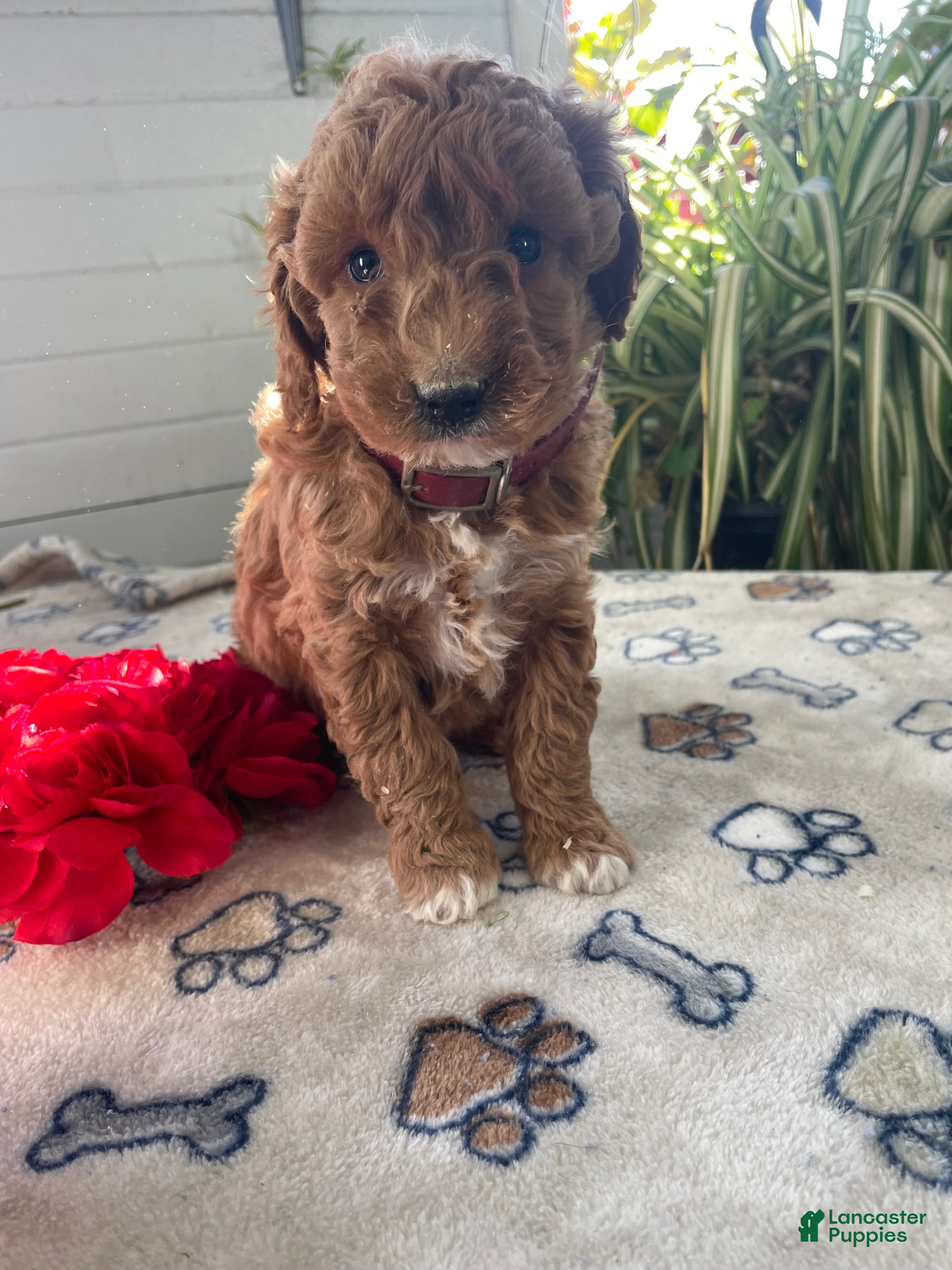 Mini Goldendoodle dogs Sammy - Ad 29