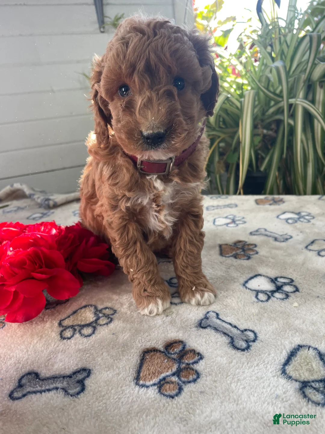Mini Goldendoodle dogs for sale: Sammy - Ad 1
