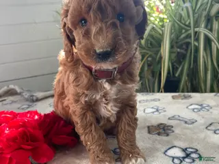 Mini Goldendoodle dogs Sammy - Ad 29