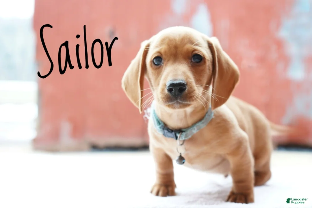 Miniature Dachshund dogs for sale: Sailor - Ad 1