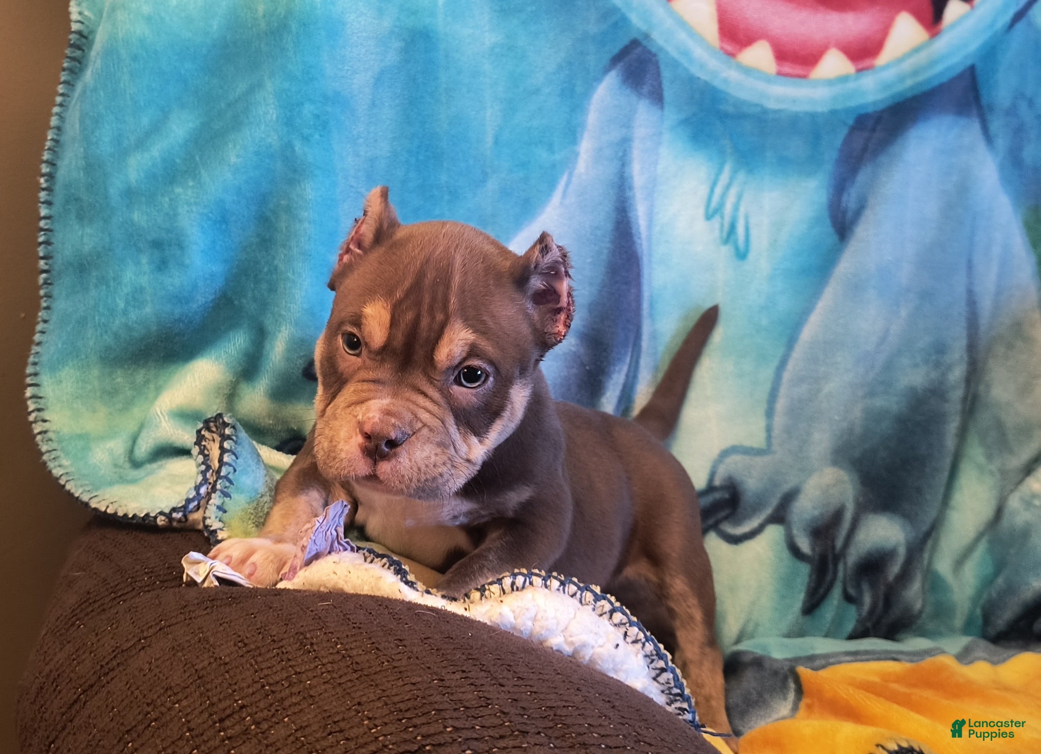 American Bully dogs American Bully Puppy 2 - Ad 2