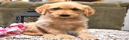 Goldendoodle dogs for sale: Caramel - Ad 9